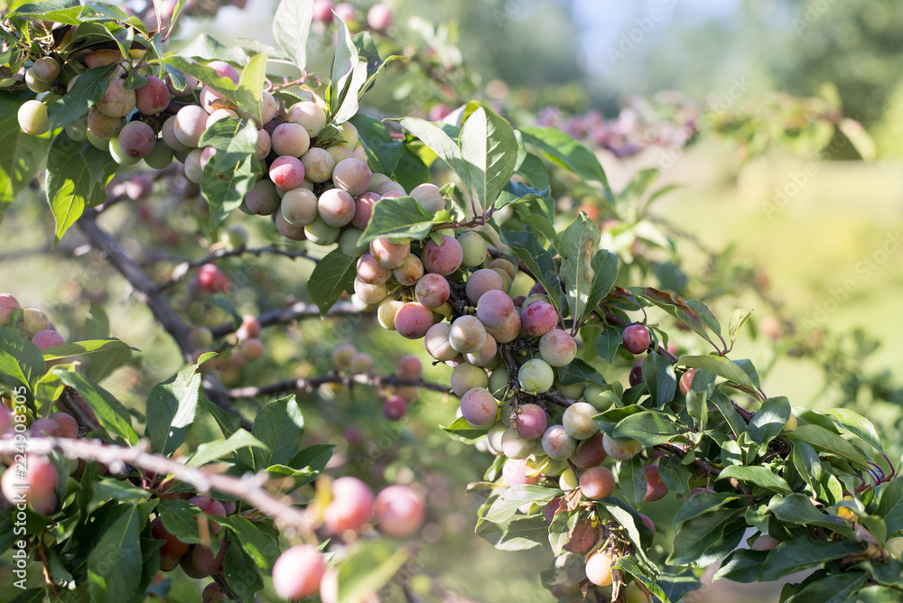 Ripe plums on a branch on a sunny day.