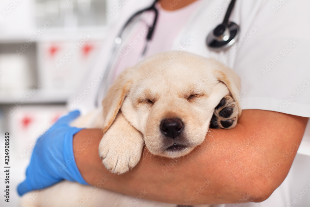 Exhausted labrador puppy dog sleeping in the arms of veterinary doctor