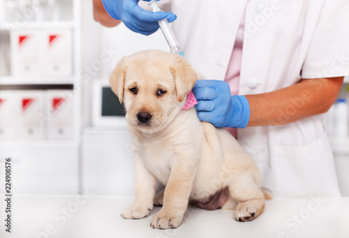 Sad labrador puppy dog looking with resignation getting a vaccine at the veterinary doctor office