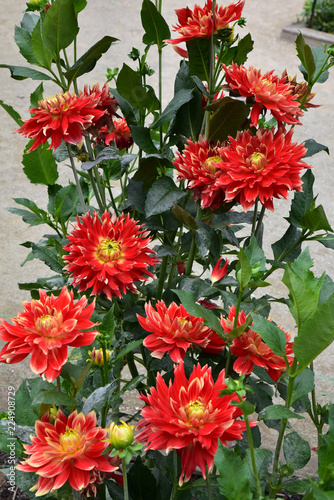 Fototapeta Naklejka Na Ścianę i Meble -  Dahlia rouge