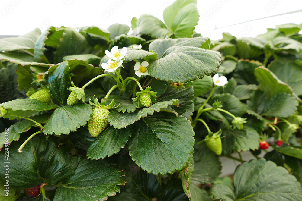 raw strawberry fruit, bloomed strawberry plant,
raw strawberry fruit, strawberry plants are blooming,
raw strawberry fruit, bloomed strawberry plant,
raw strawberry fruit, strawberry plants are blooming,
