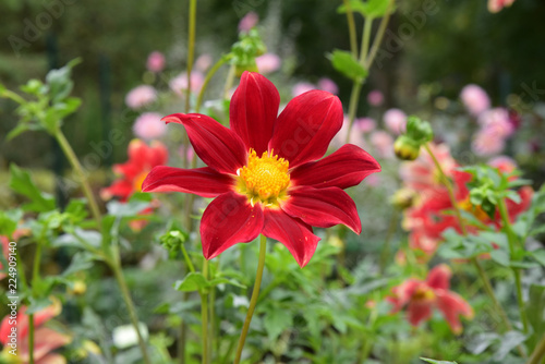 Fototapeta Naklejka Na Ścianę i Meble -  Dahlia rouge