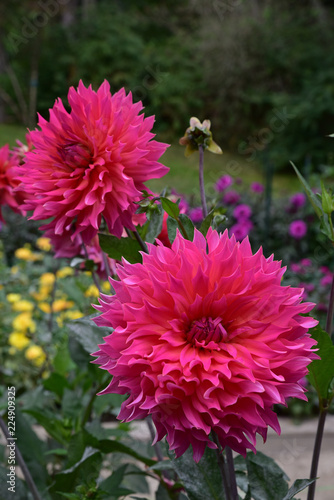 Fototapeta Naklejka Na Ścianę i Meble -  Dahlia rose