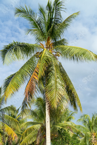 Palm tree in Suriname