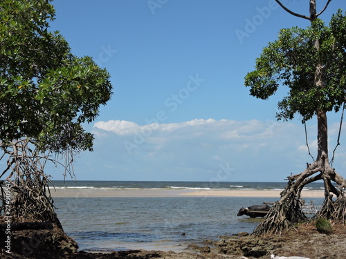Marajó island, pará, brazil