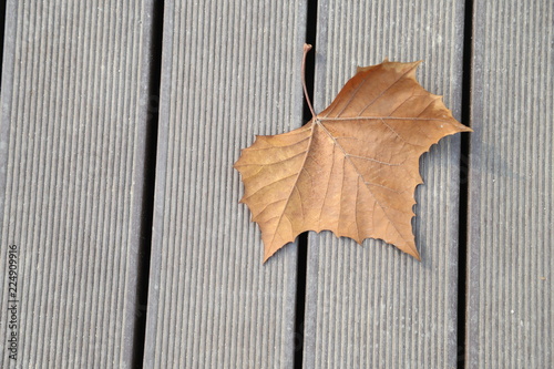 the dry left fallen down on the floor