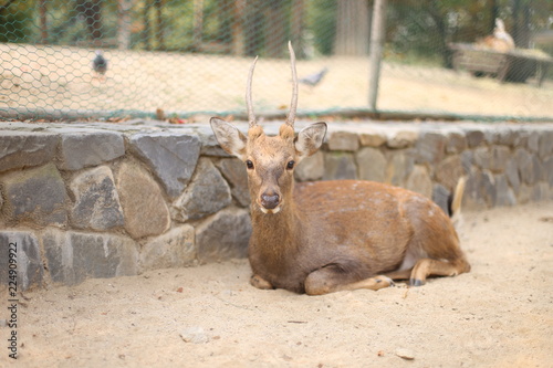 Deer lay on the floor and look sraight at something