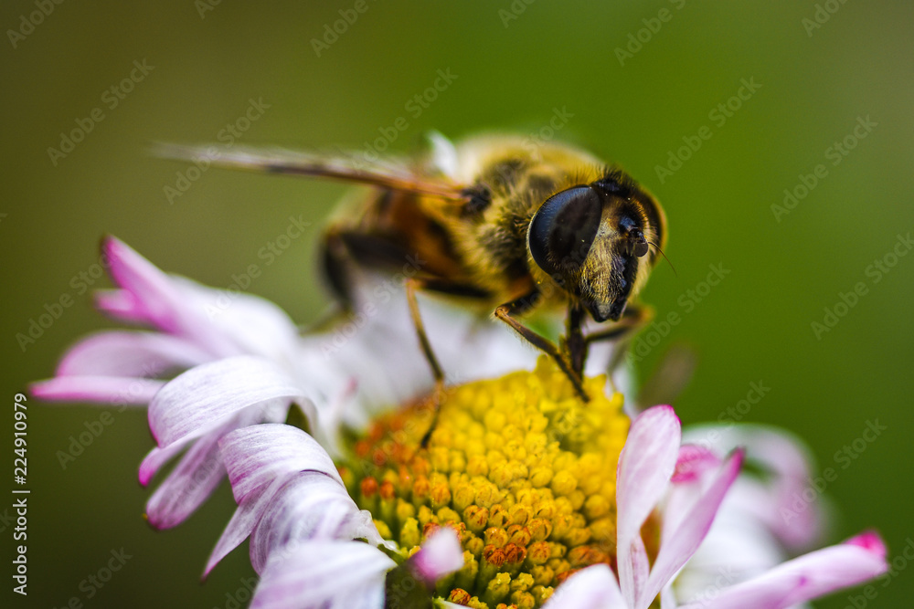 Macro image of an insect gathering nectar from a daisy in the spring. Macro image of an insect gathering nectar from a daisy in the spring.