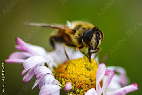 Macro image of an insect gathering nectar from a daisy in the spring.