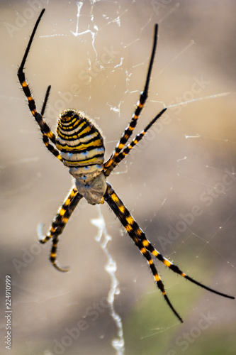 Yellow stripped spider (Argiope Bruennichi) sitting on his web with perfect blurred / bokeh background. © WhiteShip Design