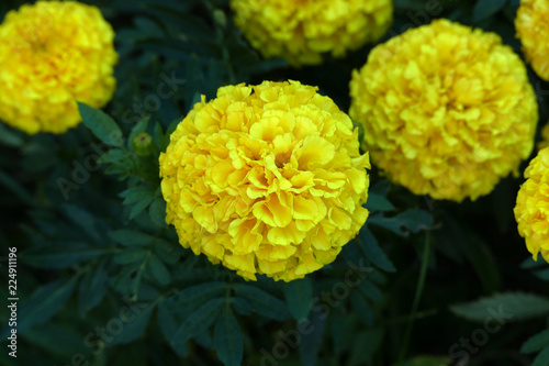 Fototapeta Naklejka Na Ścianę i Meble -  park flowers, ball velvet flower, yellow and orange ball velvet flower,


