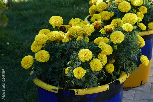 Fototapeta Naklejka Na Ścianę i Meble -  park flowers, ball velvet flower, yellow and orange ball velvet flower,


