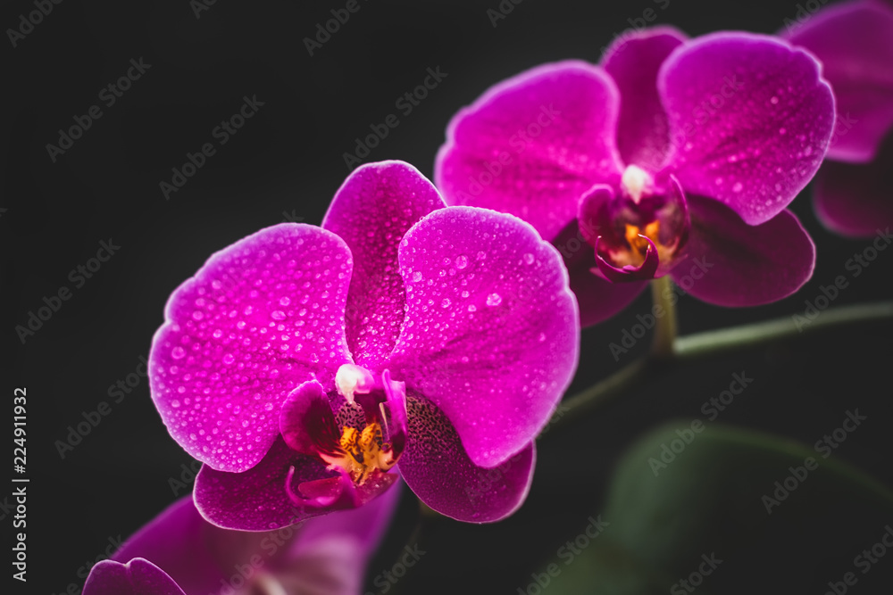 Fototapeta premium Beautiful delicate orchid flowers shot in soft light