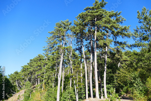 blue skies and long green pine trees,

