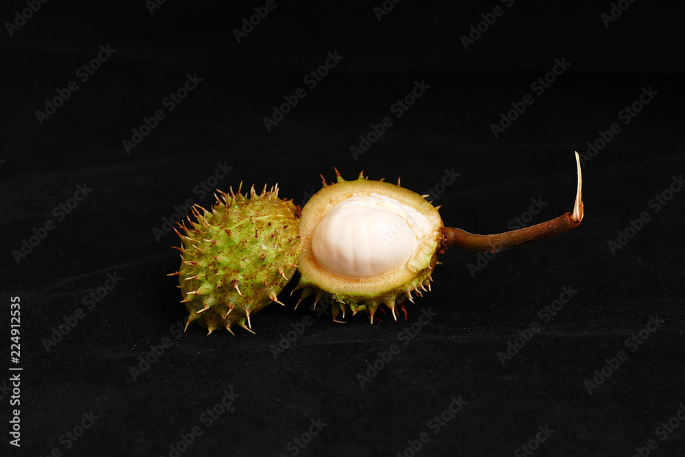 horse chestnut fruit on black ground,
horse chestnut fruit on black ground,