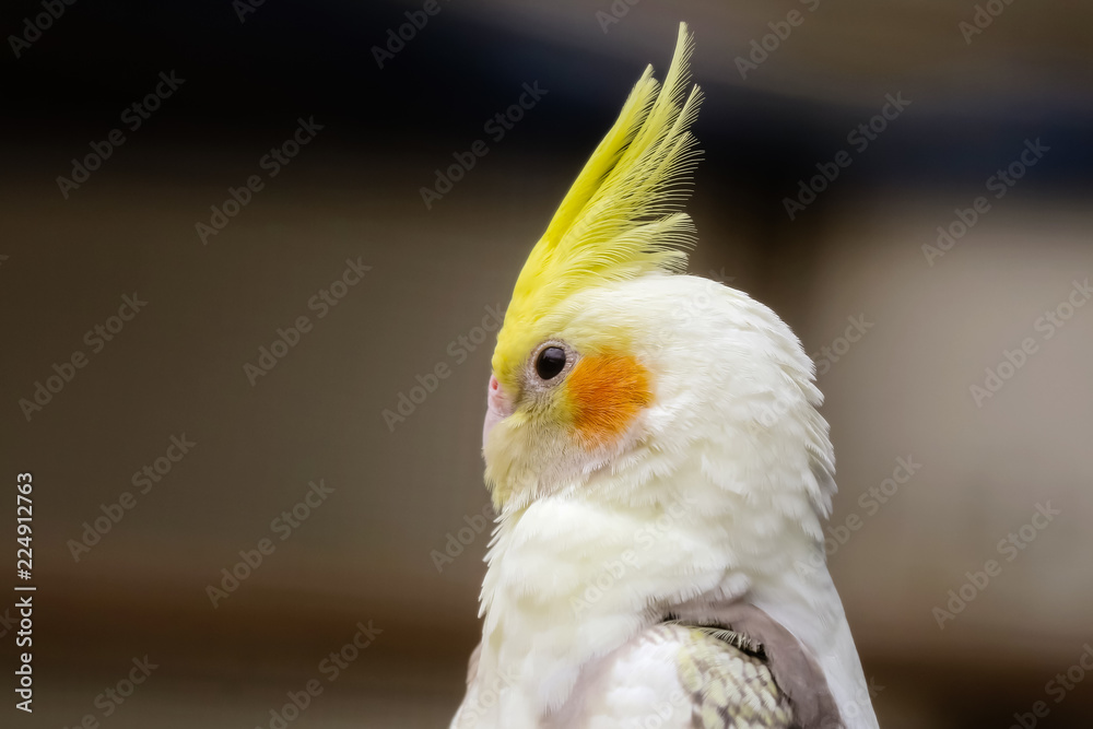 Fototapeta premium Nymphensittich, Nymphicus hollandicus
