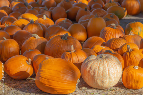 In a patch of pumpkins  a single of white pumpkin stands out among the sea of orange.