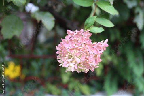 pink flower is blooming.