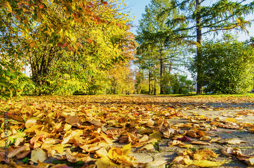 Autumn in the city Park