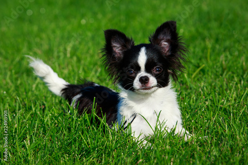 Dog breed Chihuahua
