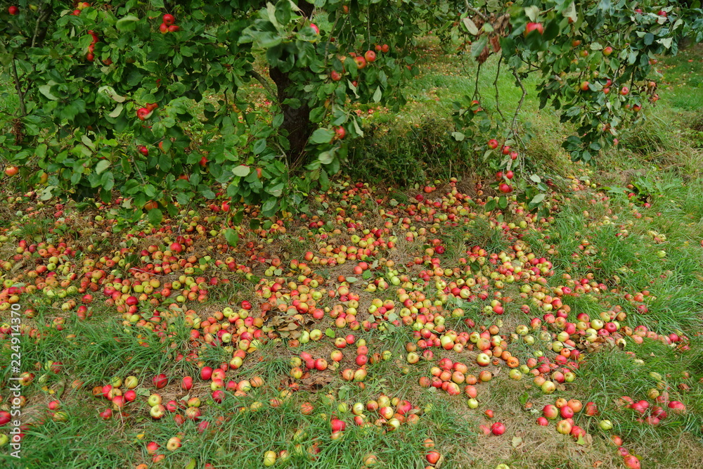Windfall cider apples in orchard in Somerset