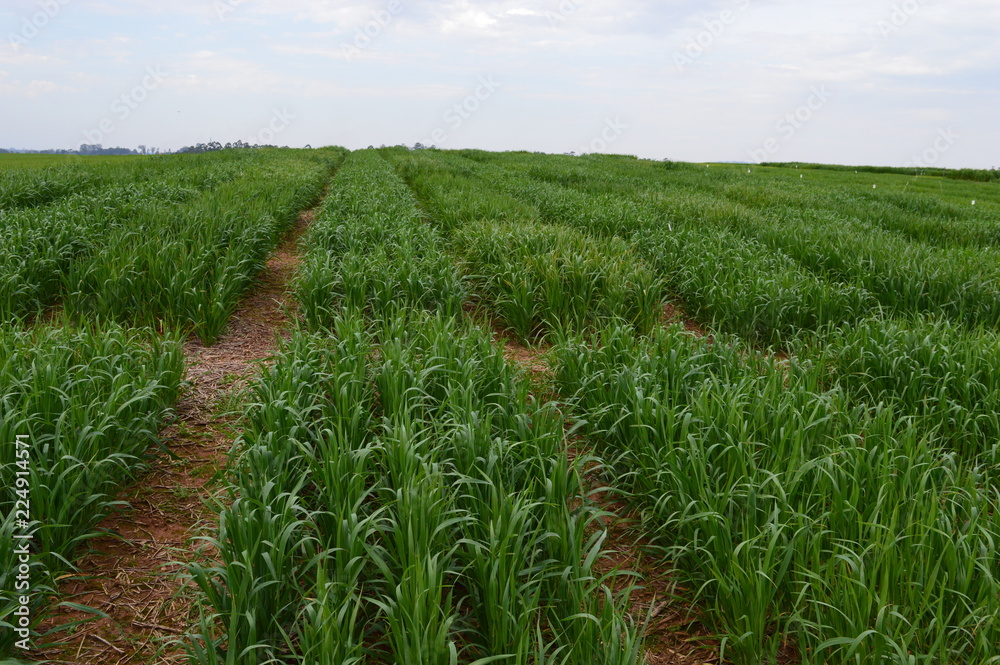 green field of oat green field of oat