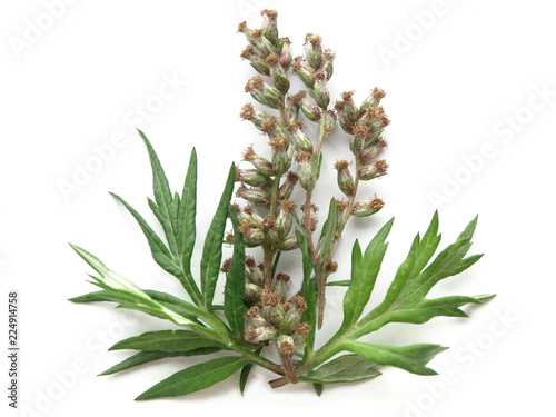 Mugwort (Artemisia vulgaris)  photo
