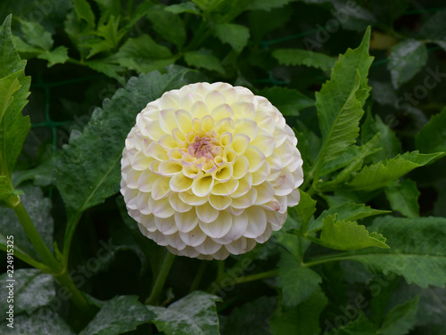 Fototapeta Naklejka Na Ścianę i Meble -  Dahlia pompon jaune et blanc