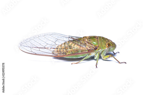 Close-up photo of green cicada isolated on white background © phichak