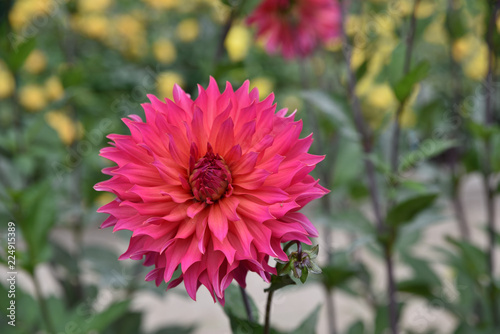 Fototapeta Naklejka Na Ścianę i Meble -  Dahlia rose
