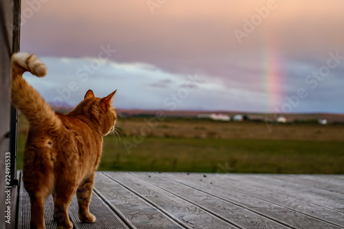 The Rainow Cat photo