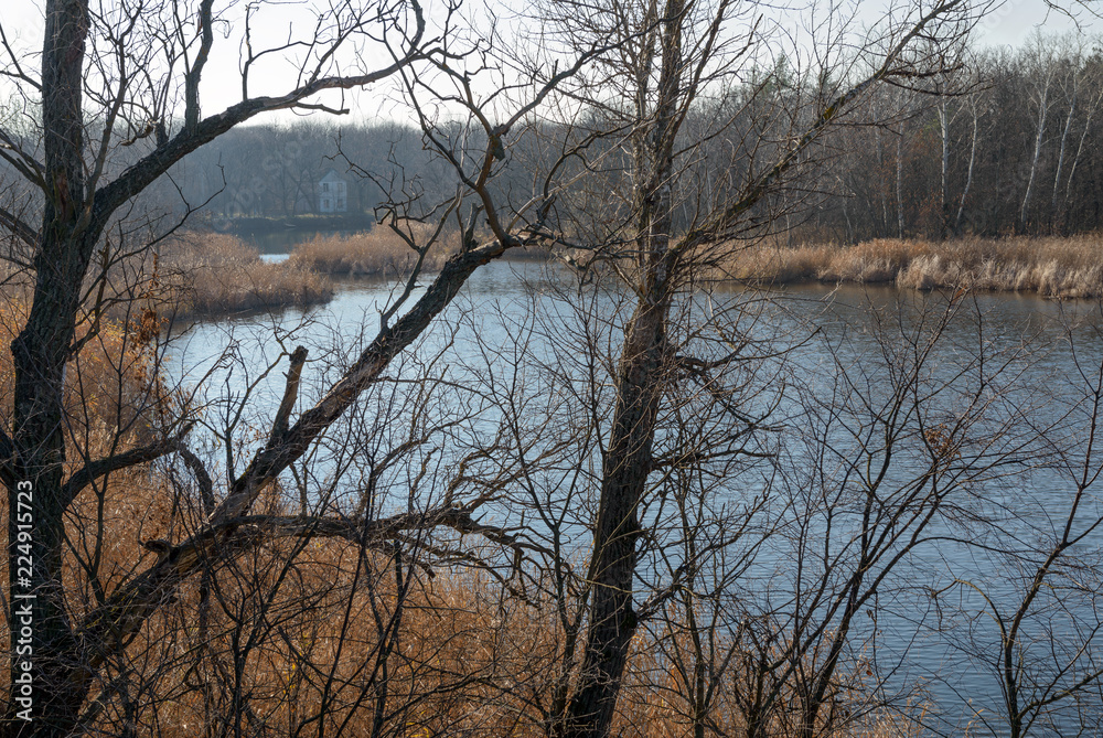 Autumn golden sedge on the river bank through naked trees. Autumn golden sedge on the river bank through naked trees.