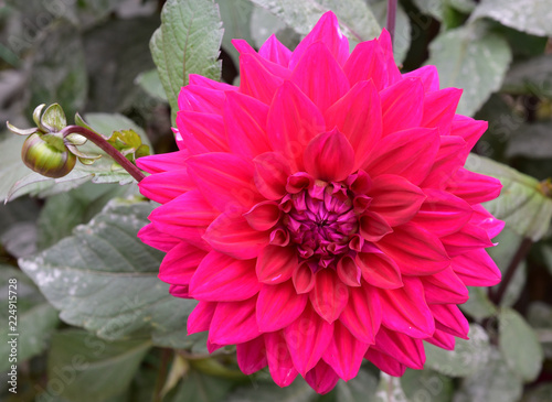 Fototapeta Naklejka Na Ścianę i Meble -  Dahlia rose
