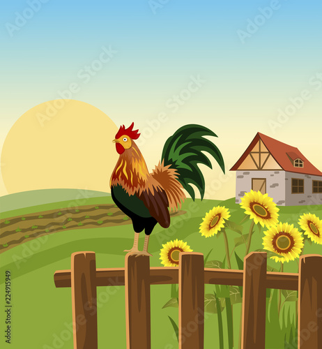 Morning in village with rooster