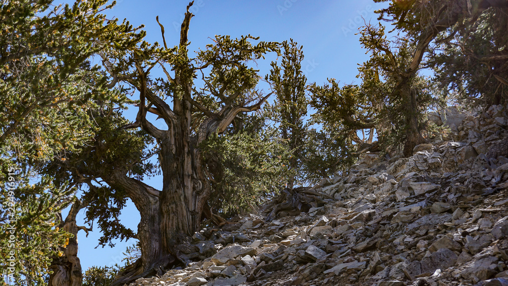 Ancient Great Basin Bristlecone Pine trees can grow in extreme