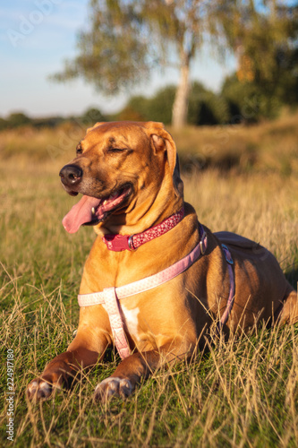 dog lying in grass