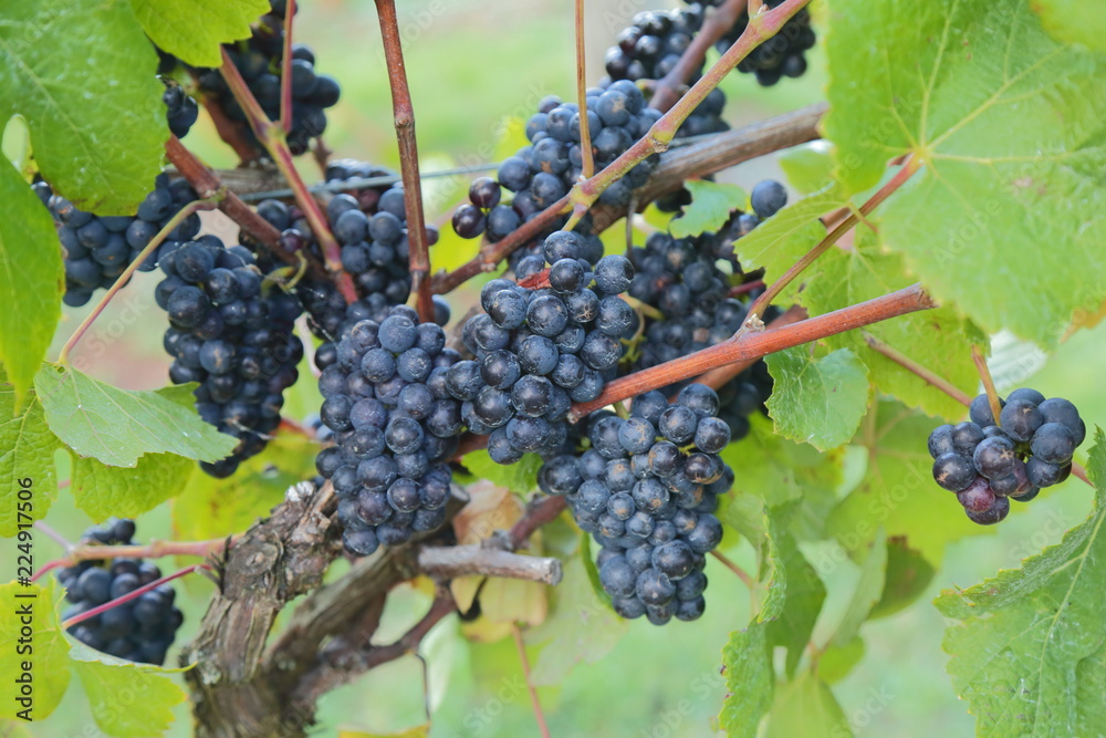 Close-up of ripe grape in vineyard in East Devon