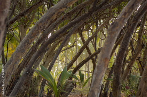 tropical forest