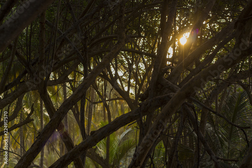 the sun between tropical forest