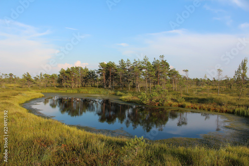 Kemeri national park, bog landscape picture with trees refelcting in the water.