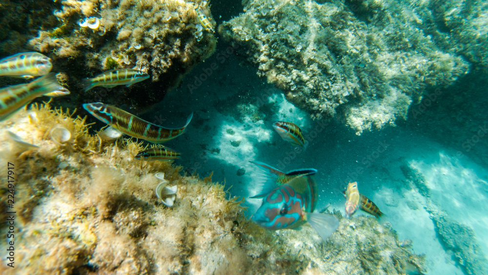 underwater exploration in a paradise island underwater exploration in a paradise island