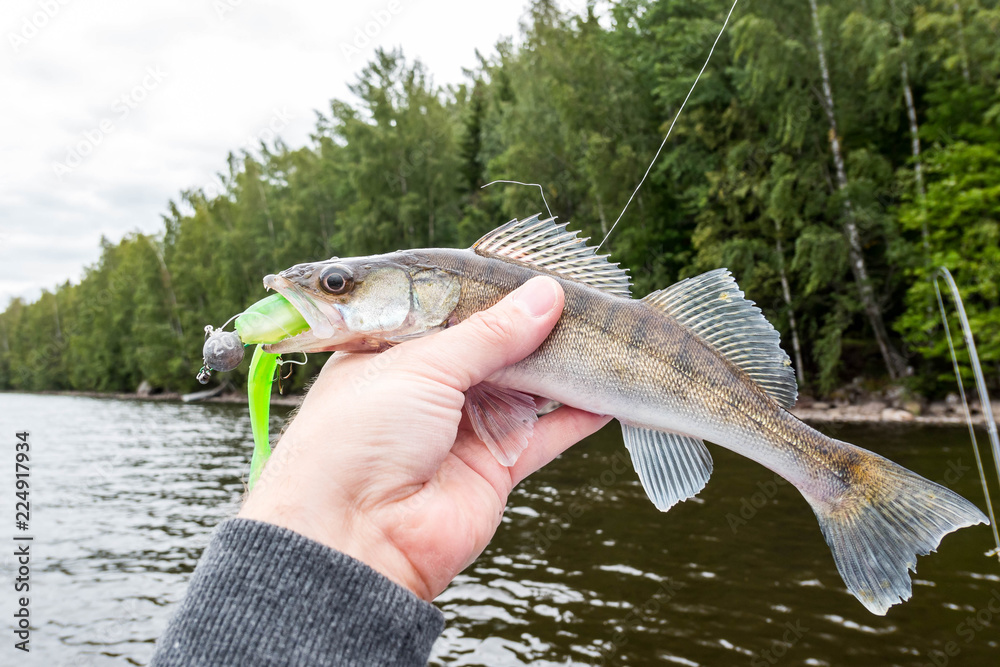 a small zander biting a green jig bait, fisherman holding it in hand Stock  Photo
