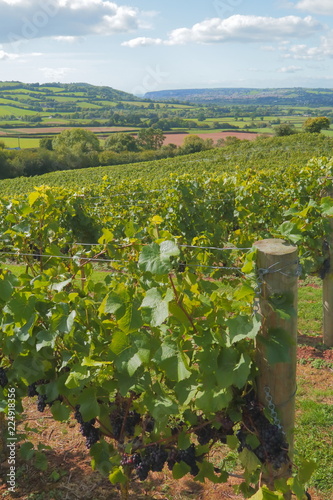 Ripe vineyard in Axe Valley in Devon