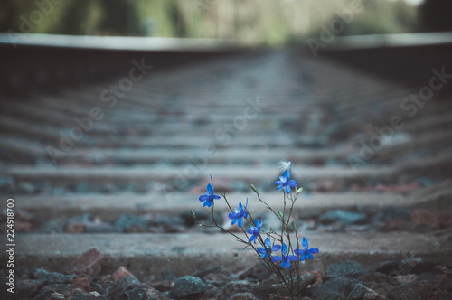 Blue flower grows on railway tracks among the stones. Selective focus.