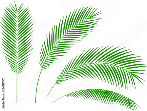 print palm branches white background vector illustration