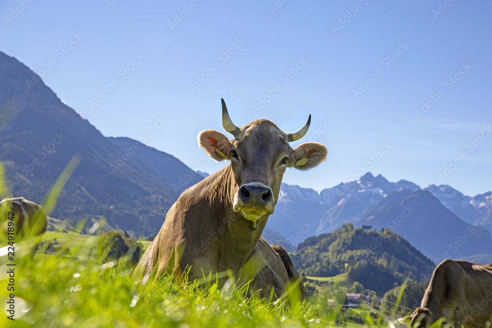 Kuh Hörner