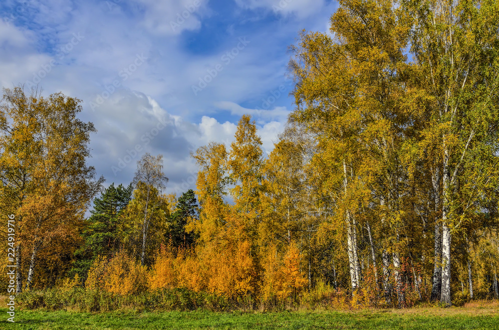 Fototapeta premium Beautiful romantic landscape with golden leaves of birch trees in autumn forest season - bright fall background at warm sunny september day with blue sky and white clouds