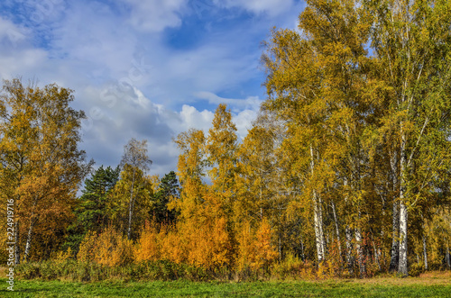 Beautiful romantic landscape with golden leaves of birch trees in autumn forest season - bright fall background at warm sunny september day with blue sky and white clouds