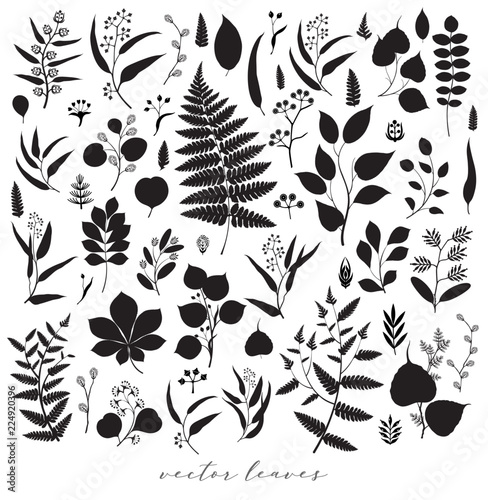 Big set of branches and leaves, fall, spring, summer. Vintage botanical illustration,  floral elements in black design on white background