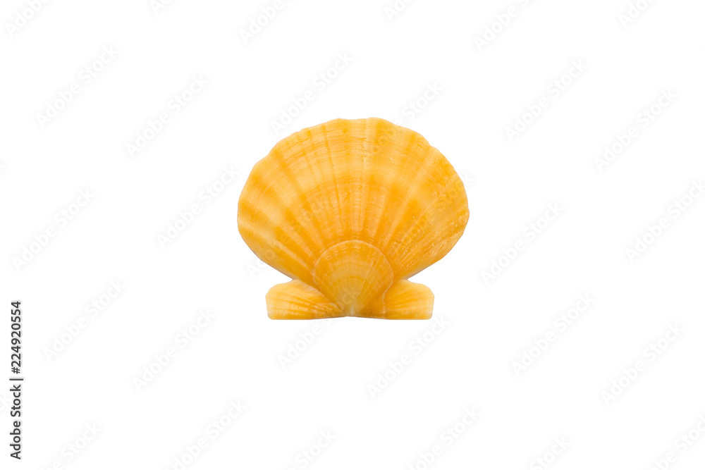Light bright yellow orange round pearl seashell close-up on white